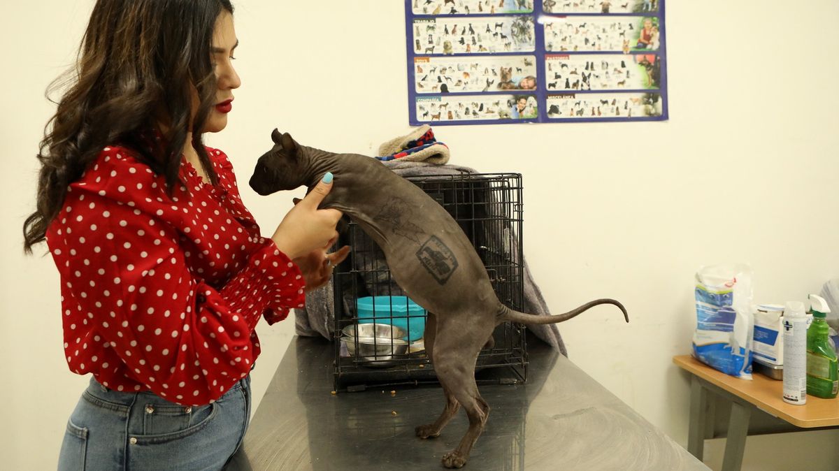 Z mexického vězení zachránili potetovanou kočku